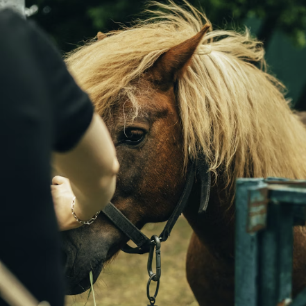 Horse_person_squere